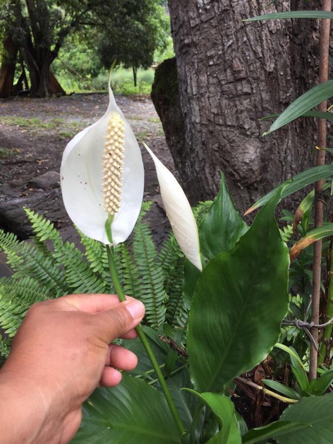 Maranura El Mangalホステル エクステリア 写真
